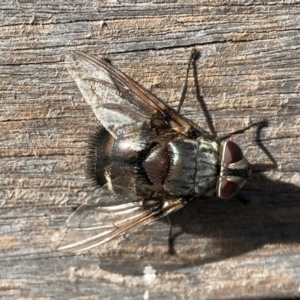 Rutilia (Donovanius) sp. (genus & subgenus) at Molonglo Valley, ACT - 20 Feb 2018 10:22 AM