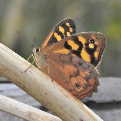 Heteronympha paradelpha (Spotted Brown) at Booth, ACT - 23 Feb 2018 by JohnBundock