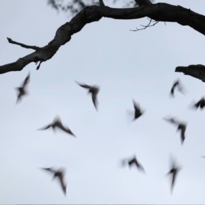Microchiroptera (suborder) at Deakin, ACT - 28 Jan 2018 12:00 AM
