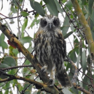 Ninox boobook at McQuoids Hill - 25 Feb 2018