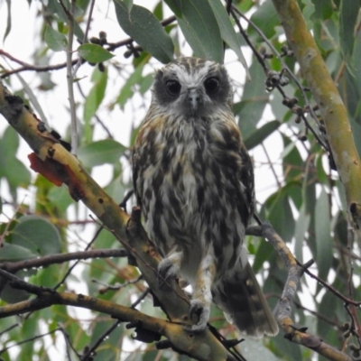 Ninox boobook (Southern Boobook) at McQuoids Hill - 25 Feb 2018 by HelenCross
