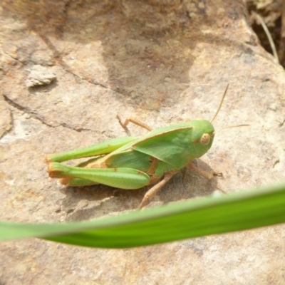 Gastrimargus musicus (Yellow-winged Locust or Grasshopper) at Molonglo Valley, ACT - 27 Dec 2017 by AndyRussell