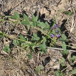 Glycine tabacina at Molonglo Valley, ACT - 25 Jan 2018 10:58 AM