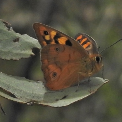 Heteronympha penelope (Shouldered Brown) at Booth, ACT - 24 Feb 2018 by JohnBundock