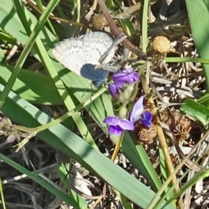 Zizina otis at Molonglo Valley, ACT - 25 Jan 2018