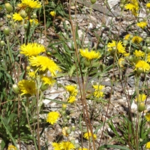 Podolepis jaceoides at Molonglo Valley, ACT - 11 Jan 2018