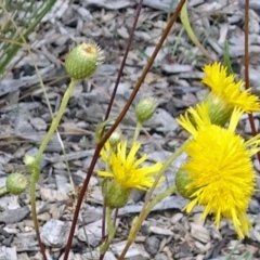 Podolepis jaceoides at Molonglo Valley, ACT - 11 Jan 2018 10:57 AM