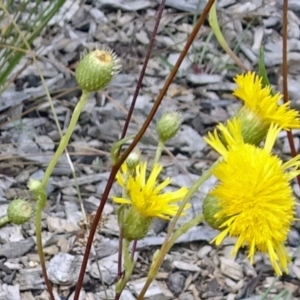 Podolepis jaceoides at Molonglo Valley, ACT - 11 Jan 2018