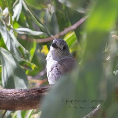 Colluricincla harmonica (Grey Shrikethrush) at Bald Hills, NSW - 27 May 2018 by JulesPhotographer