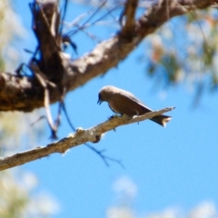 Artamus cyanopterus (Dusky Woodswallow) at Booth, ACT - 17 Jan 2018 by KMcCue