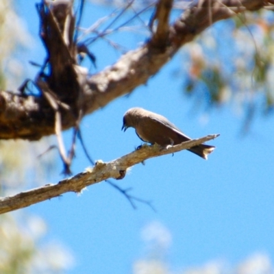 Artamus cyanopterus (Dusky Woodswallow) at Booth, ACT - 17 Jan 2018 by KMcCue