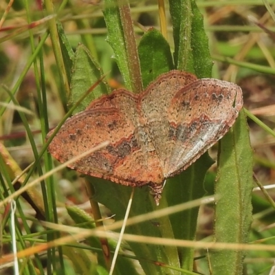 Acodia undescribed species (A Geometer moth (Larentiinae)) at Booth, ACT - 24 Feb 2018 by JohnBundock