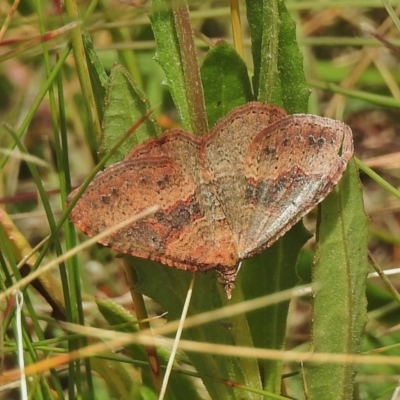 Acodia undescribed species (A Geometer moth) at Booth, ACT - 24 Feb 2018 by JohnBundock