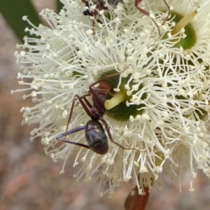 Iridomyrmex purpureus at Molonglo Valley, ACT - 22 Feb 2018 11:33 AM