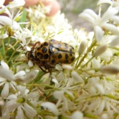 Neorrhina punctata (Spotted flower chafer) at Sth Tablelands Ecosystem Park - 30 Dec 2017 by AndyRussell