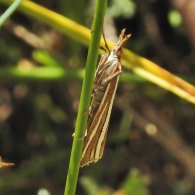 Hednota megalarcha (A Crambid moth) at Booth, ACT - 24 Feb 2018 by JohnBundock