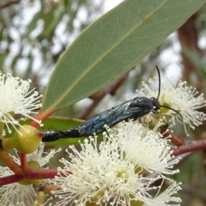 Rhagigaster ephippiger at Molonglo Valley, ACT - 22 Feb 2018 11:35 AM