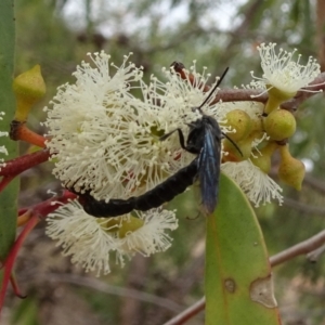 Rhagigaster ephippiger at Molonglo Valley, ACT - 22 Feb 2018