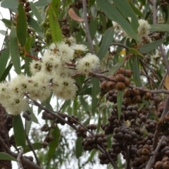 Eucalyptus macrorhyncha (Red Stringybark) at Molonglo Valley, ACT - 22 Feb 2018 by galah681