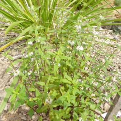 Mentha diemenica (Wild Mint, Slender Mint) at Molonglo Valley, ACT - 30 Dec 2017 by AndyRussell