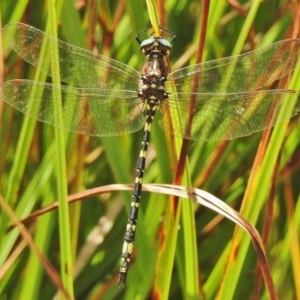 Synthemis eustalacta at Booth, ACT - 24 Feb 2018