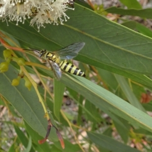 Tiphiidae (family) at Molonglo Valley, ACT - 22 Feb 2018 11:45 AM