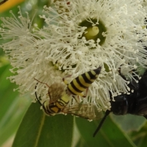 Tiphiidae (family) at Molonglo Valley, ACT - 22 Feb 2018