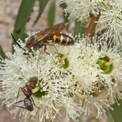 Tiphiidae (family) (Unidentified Smooth flower wasp) at Sth Tablelands Ecosystem Park - 22 Feb 2018 by galah681