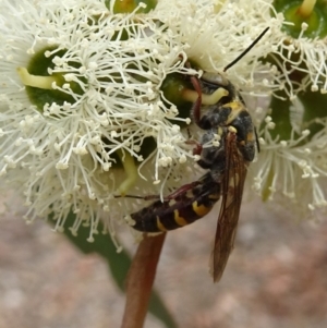 Tiphiidae (family) at Molonglo Valley, ACT - 22 Feb 2018