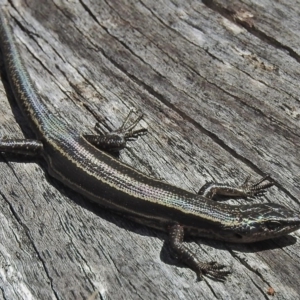 Pseudemoia spenceri at Booth, ACT - 24 Feb 2018 11:31 AM