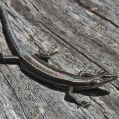 Pseudemoia spenceri at Booth, ACT - 24 Feb 2018 11:31 AM