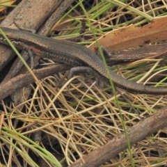 Pseudemoia entrecasteauxii (Woodland Tussock-skink) at Booth, ACT - 24 Feb 2018 by JohnBundock