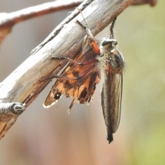 Neoaratus hercules (Herculean Robber Fly) at Booth, ACT - 24 Feb 2018 by JohnBundock