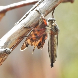 Neoaratus hercules at Booth, ACT - 24 Feb 2018 12:37 PM