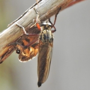 Neoaratus hercules at Booth, ACT - 24 Feb 2018 12:37 PM