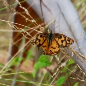 Heteronympha penelope at Cotter River, ACT - 24 Feb 2018 02:17 PM