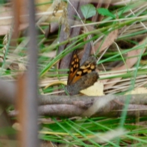 Geitoneura klugii at Cotter River, ACT - 24 Feb 2018 03:23 PM