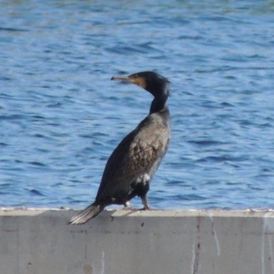 Phalacrocorax carbo (Great Cormorant) at Coombs, ACT - 12 Feb 2018 by MichaelBedingfield