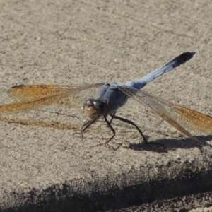 Orthetrum caledonicum at Coombs, ACT - 12 Feb 2018