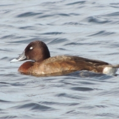 Aythya australis (Hardhead) at Weston Creek, ACT - 12 Feb 2018 by michaelb