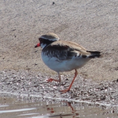 Charadrius melanops (Black-fronted Dotterel) at Coombs Ponds - 12 Feb 2018 by michaelb