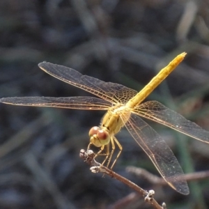 Diplacodes bipunctata at Hume, ACT - 23 Feb 2018 02:12 PM