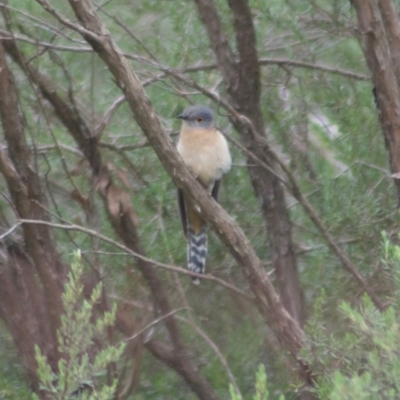 Cacomantis flabelliformis (Fan-tailed Cuckoo) at Canberra Central, ACT - 6 Nov 2009 by KMcCue