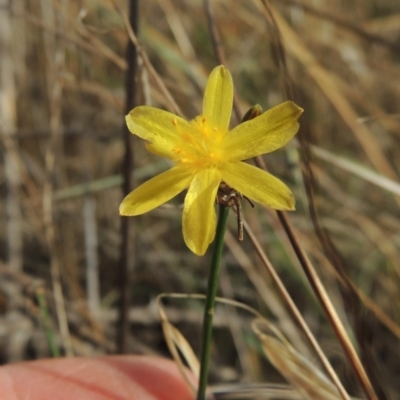 Tricoryne elatior (Yellow Rush Lily) at Coombs, ACT - 12 Feb 2018 by MichaelBedingfield