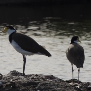 Vanellus miles at Molonglo River Reserve - 12 Feb 2018