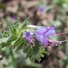 Echium vulgare (Vipers Bugloss) at Symonston, ACT - 26 Feb 2018 by Mike