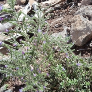 Echium vulgare at Symonston, ACT - 26 Feb 2018