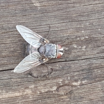 Rutilia (Donovanius) sp. (genus & subgenus) (A Bristle Fly) at O'Malley, ACT - 25 Feb 2018 by Mike