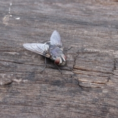 Rutilia (Donovanius) sp. (genus & subgenus) at O'Malley, ACT - 26 Feb 2018 10:58 AM