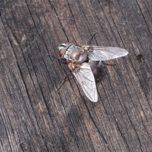 Rutilia (Donovanius) sp. (genus & subgenus) at O'Malley, ACT - 26 Feb 2018 10:58 AM